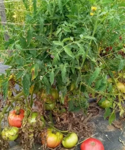 Big Red #1 Heirloom Tomato Seeds (30 Seeds)