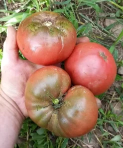 Blackberry Heirloom Tomato (30 seeds)