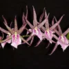 Bratonia Charles M. Fitch 'Izumi' AM/AOS, Orchid Plant
