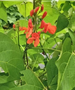 British Pop Scarlet Runner Bean (Phaseolus coccineus) 30 Seeds