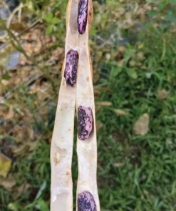 British Pop Scarlet Runner Bean (Phaseolus coccineus) 30 Seeds