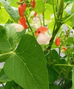 British Pop Scarlet Runner Bean (Phaseolus coccineus) 30 Seeds