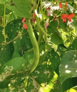 British Pop Scarlet Runner Bean (Phaseolus coccineus) 30 Seeds