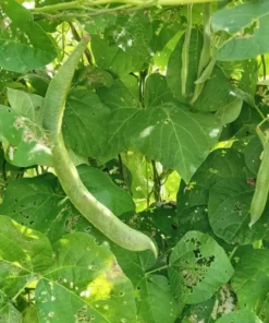 British Pop Scarlet Runner Bean (Phaseolus coccineus) 30 Seeds