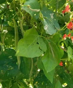 British Pop Scarlet Runner Bean (Phaseolus coccineus) 30 Seeds