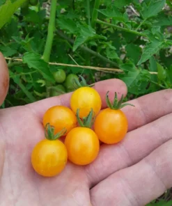 Broad Ripple Yellow Cherry Tomato Seeds (30 Seeds)
