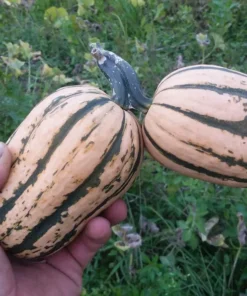Candystick Dessert Delicata Winter Squash Seeds