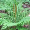 Cinnamon Fern 3 Small Bare Root Osmunda Cinnamomea for Shaded Gardens and Wet Soils