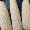 Country Gentleman (Shoepeg) Heirloom Sweet Corn Seeds