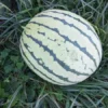 Early Moonbeam Watermelon (Citrullus lanatus) Open-pollinated (30 seeds)