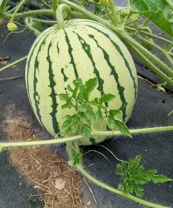 Early Moonbeam Watermelon (Citrullus lanatus) Open-pollinated (30 seeds)