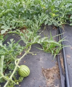 Early Moonbeam Watermelon (Citrullus lanatus) Open-pollinated (30 seeds)