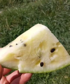 Early Moonbeam Watermelon (Citrullus lanatus) Open-pollinated (30 seeds)