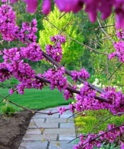 Eastern Redbud Tree in Quart Container – Rosy Pink Blossoms for Zones 4-9