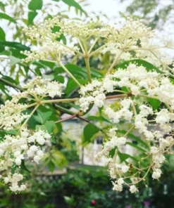 Elderberry Plant Quart Container – Sambucus Canadensis for Zones 3-8