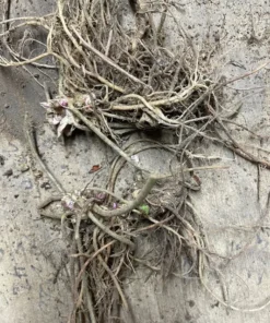 Foam Flower 3 Bare Root Tiarella Cordifolia with White Pink Blooms for Shade
