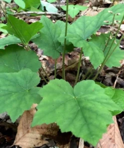 Foam Flower 3 Bare Root Tiarella Cordifolia with White Pink Blooms for Shade
