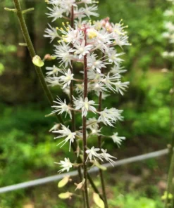 Foam Flower 3 Bare Root Tiarella Cordifolia with White Pink Blooms for Shade