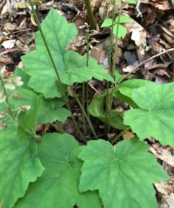 Foam Flower 3 Bare Root Tiarella Cordifolia with White Pink Blooms for Shade