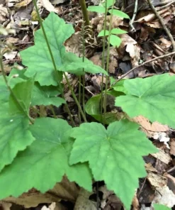 Foam Flower 3 Bare Root Tiarella Cordifolia with White Pink Blooms for Shade
