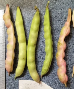 Frank Barnett Cut-short Heirloom Bean Seeds