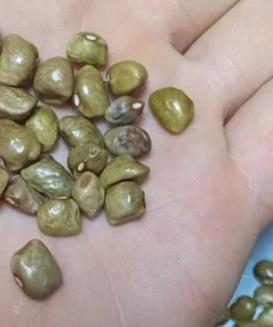 Frank Barnett Cut-short Heirloom Bean Seeds