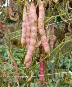 Frank Barnett Cut-short Heirloom Bean Seeds
