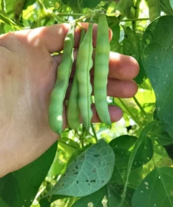 Frank Barnett Cut-short Heirloom Bean Seeds