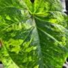 Frog in a Blender Caladium Bulbs - Green Chartreuse Red Perennial Plant