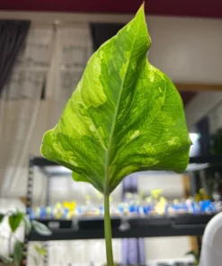 Frog in a Blender Caladium Bulbs - Green Chartreuse Red Perennial Plant