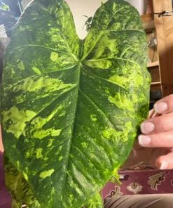 Frog in a Blender Caladium Bulbs - Green Chartreuse Red Perennial Plant