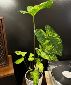 Frog in a Blender Caladium Bulbs - Green Chartreuse Red Perennial Plant