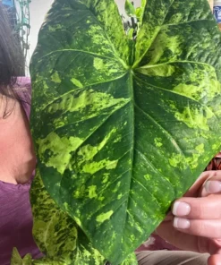 Frog in a Blender Caladium Bulbs - Green Chartreuse Red Perennial Plant