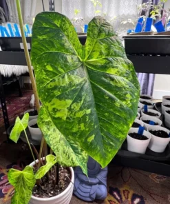 Frog in a Blender Caladium Bulbs - Green Chartreuse Red Perennial Plant