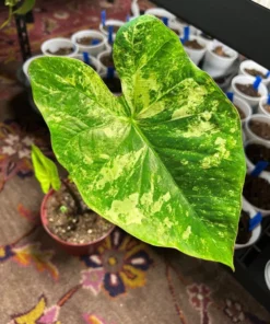 Frog in a Blender Caladium Bulbs - Green Chartreuse Red Perennial Plant