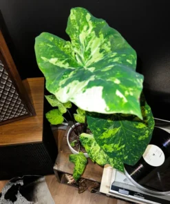 Frog in a Blender Caladium Bulbs - Green Chartreuse Red Perennial Plant