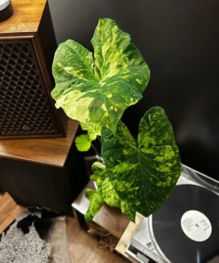 Frog in a Blender Caladium Bulbs - Green Chartreuse Red Perennial Plant