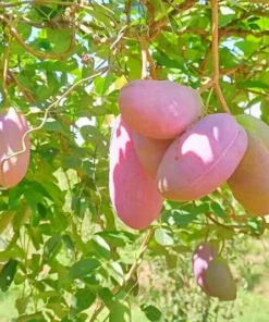 Fruit Seed 20 Holboellia Latifolia Seeds