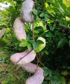 Fruit Seed 20 Holboellia Latifolia Seeds