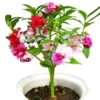 Garden Balsam 50+ Seeds, Impatiens Balsamina