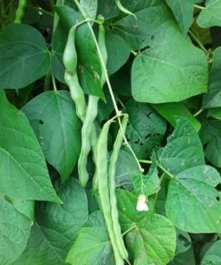 Genuine Cornfield Heirloom Pole Bean Seeds