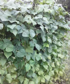 Genuine Cornfield Heirloom Pole Bean Seeds