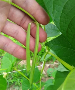 Genuine Cornfield Heirloom Pole Bean Seeds