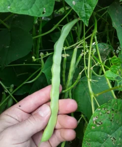 Genuine Cornfield Heirloom Pole Bean Seeds