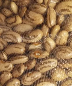 Genuine Cornfield Heirloom Pole Bean Seeds