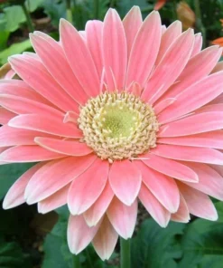 Gerbera Daisy Mix Flower Seeds 50 Seeds