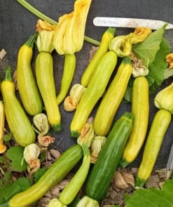 Glabrous Goodness Open-pollinated Zucchini Seeds