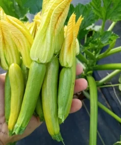 Glabrous Goodness Open-pollinated Zucchini Seeds