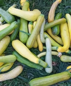 Glabrous Goodness Open-pollinated Zucchini Seeds