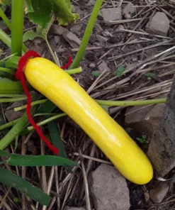 Glabrous Goodness Open-pollinated Zucchini Seeds